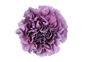 Carnation Extasis