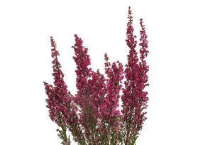 Heather