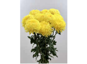 football mum — yellow