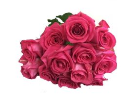 Hot Pink Roses - 50 cm Pack 100