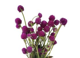 Gomphrena - Purple
