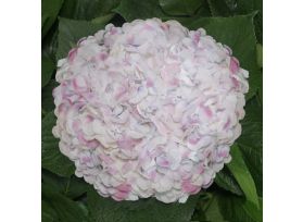 Hydrangea Pink Antique
