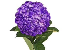 Hydrangea Tinted Purple