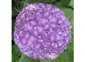 Hydrangeas Purple