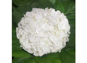 Hydrangeas White Premium