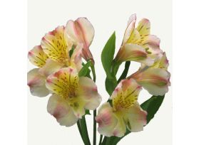Alstroemeria Peach
