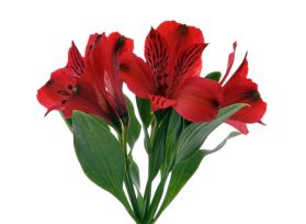 Alstroemeria   Red