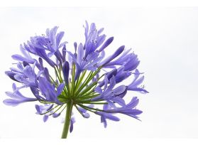 Agapanthus