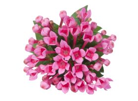 Bouvardia - hot pink