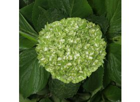Hydrangea Shamrock