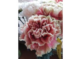 Carnation Merleto Cherry