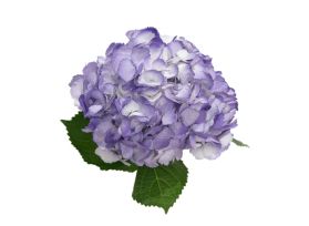 Hydrangea Tinted Lavender
