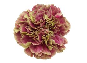 Cooper Extasis Carnations – Bi-Color Wholesale Carnations in Bulk for Weddings & Events