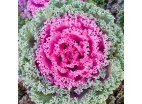 Kale varigated