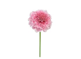 Scabiosa Pink