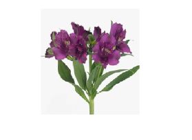 Alstroemeria  Purple
