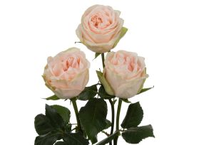 Garden Rose Wedding Spirit