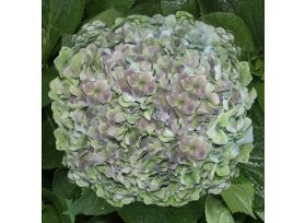 Hydrangea Blue Antique