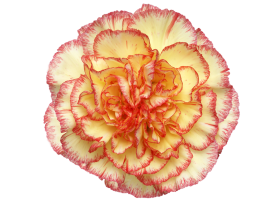 Bi color-Alibaba-Carnation
