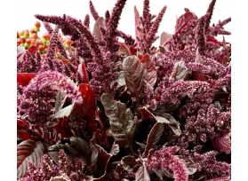 Amaranthus Up Right Red