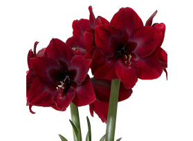 Amaryllis Burgundy