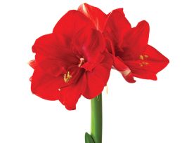 Amaryllis Red Lion