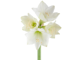 Amaryllis Christmas Gift
