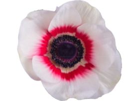Anemone Bicolor Red