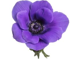 Anemone Blue