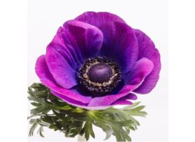 Anemone Grape