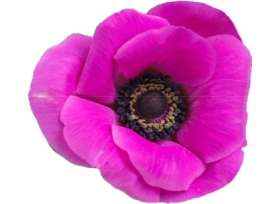 Anemone Hot Pink