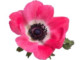Anemone Pink
