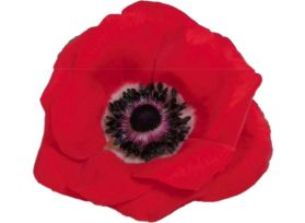Anemone Red