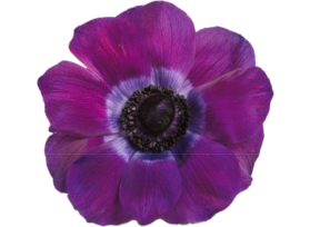 Anemone Viola