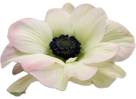 Anemone White Blush