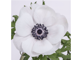 Anemone White