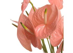 Anthurium Peach
