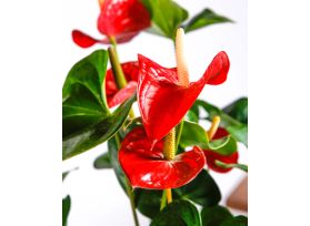 Anthurium