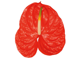 Anthurium Red