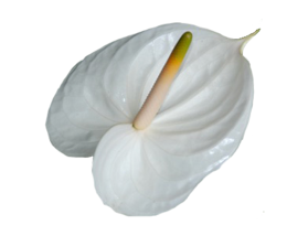 Anthurium White