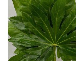 Aralia