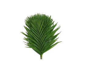 Areca Palm