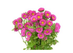 Aster Matsumoto pink