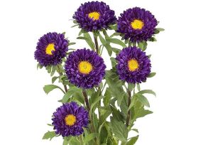 Aster Matsumoto purple