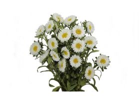 Aster Matsumoto white