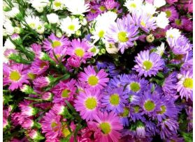 Aster Montecasino Assorted