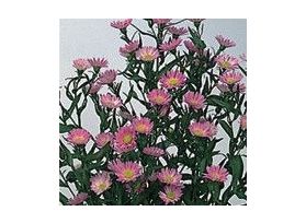 Aster Montecasino pink