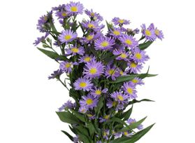 Aster Monark purple