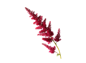 Astilbe