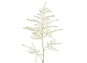 Astilbe - white